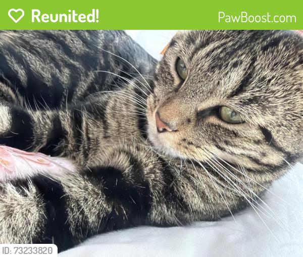 Reunited Female Cat last seen Ss07df, Southend-on-Sea, England SS0 7DF
