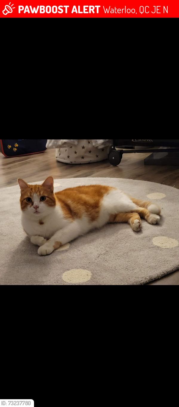Lost Male Cat last seen Yves Malouin & rue western, Waterloo, QC J0E 2N0