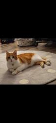 Lost Male Cat last seen Yves Malouin & rue western, Waterloo, QC J0E 2N0