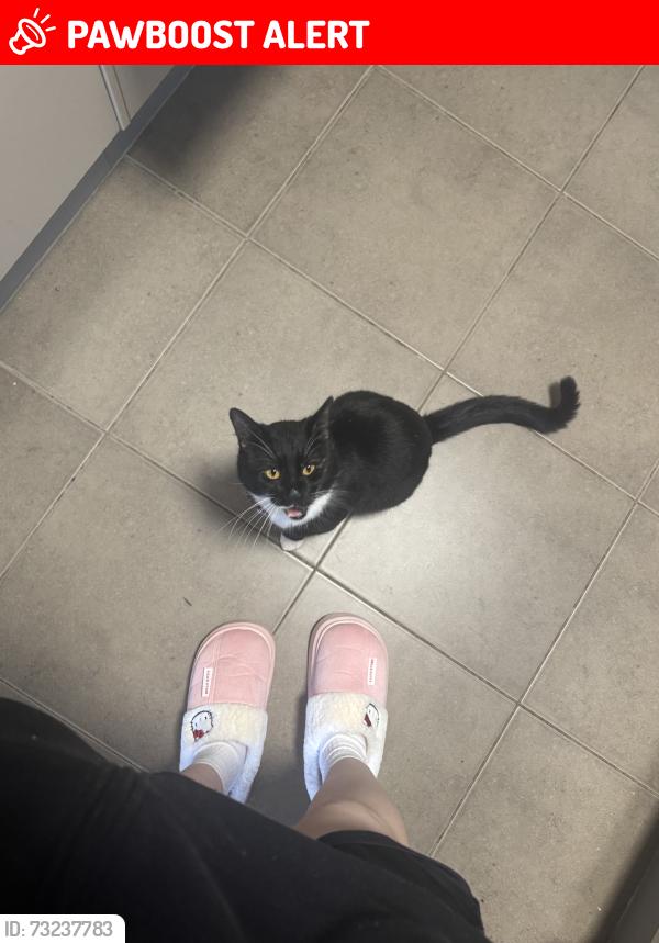 Lost Male Cat last seen Towns square, Redbank Plains, QLD 4301