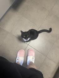 Lost Male Cat last seen Towns square, Redbank Plains, QLD 4301