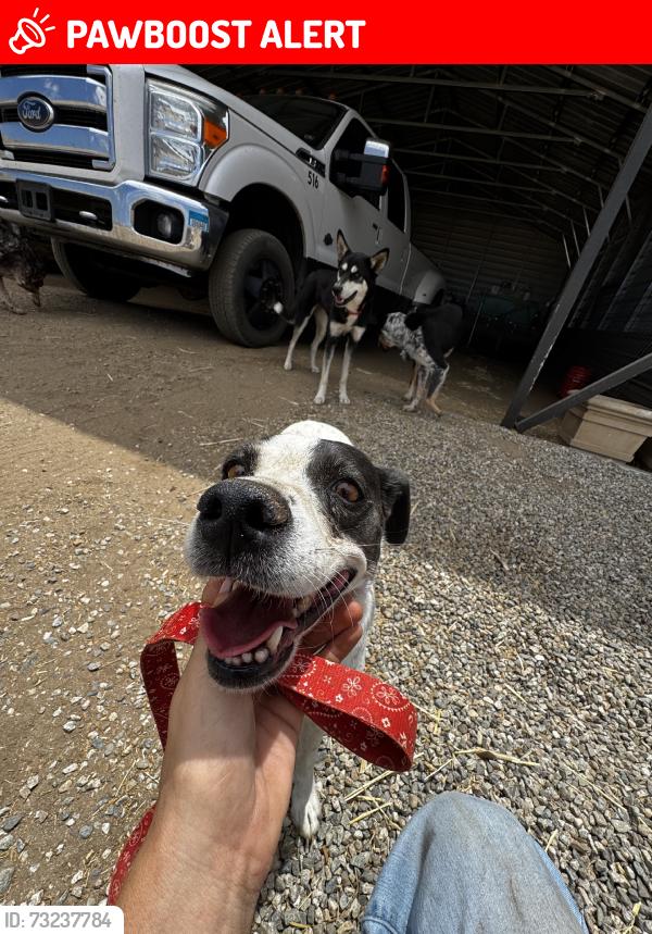 Lost Female Dog last seen cross over rd, Riverside County, CA 92592