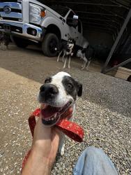 Lost Female Dog last seen cross over rd, Riverside County, CA 92592