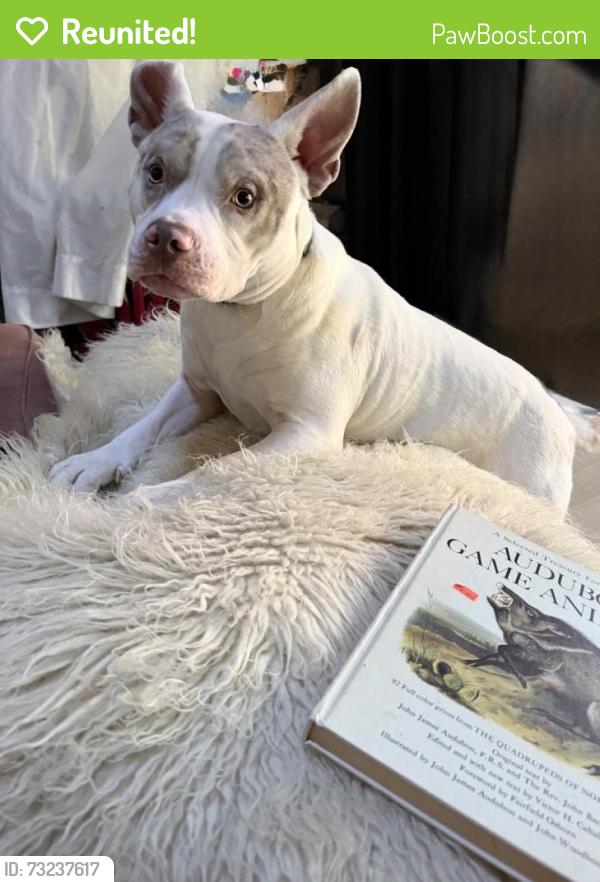 Reunited Male Dog last seen Bushnell and labona, Eugene, OR 97404