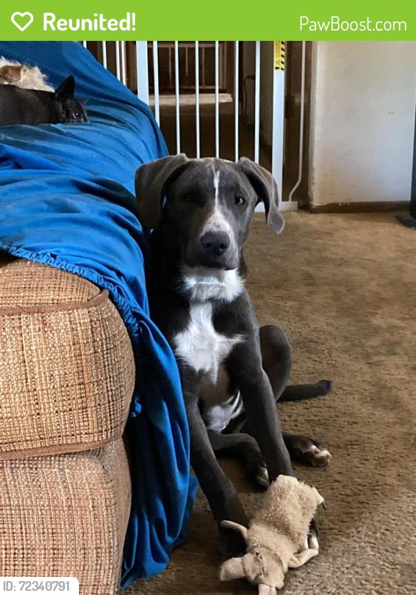 Reunited Female Dog last seen 154th st east lake la, Lake Los Angeles, CA 93591