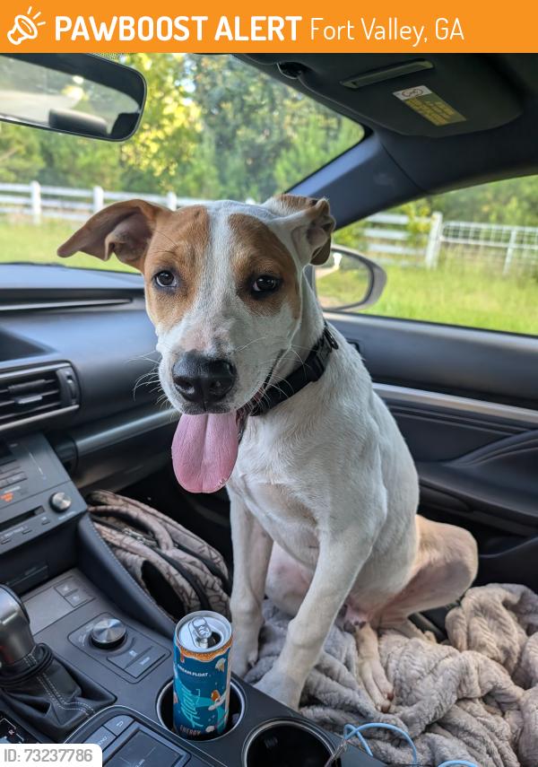 Found/Stray Male Dog last seen Franklin and 96, Fort Valley, GA 31030
