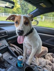 Found/Stray Male Dog last seen Franklin and 96, Fort Valley, GA 31030