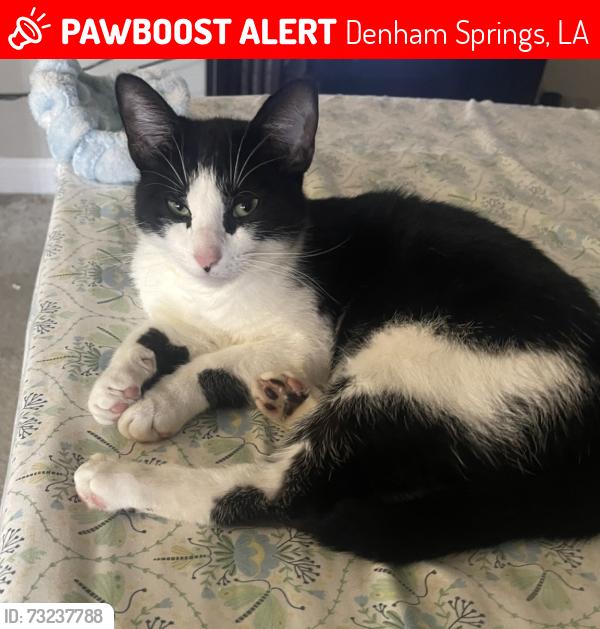 Lost Male Cat last seen Forest Ridge Neighborhood/West Minister Neighborhood, Denham Springs, LA 70726