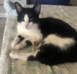 Lost Male Cat last seen Forest Ridge Neighborhood/West Minister Neighborhood, Denham Springs, LA 70726