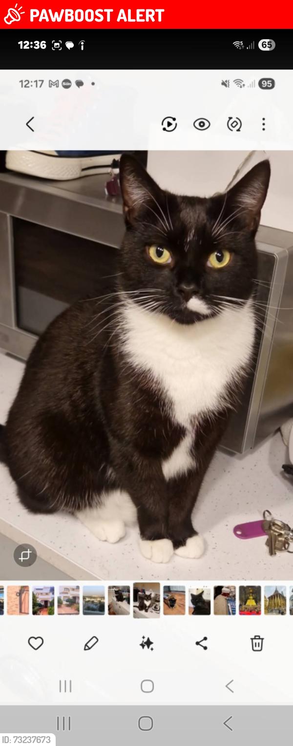 Lost Female Cat last seen Chantry area, Bexhill, England TN40 2EH