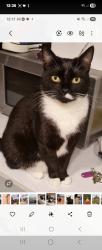 Lost Female Cat last seen Chantry area, Bexhill, England TN40 2EH
