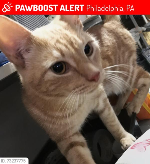 Lost Male Cat last seen 29th & Wharton streets, Philadelphia, PA 19146
