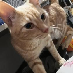 Lost Male Cat last seen 29th & Wharton streets, Philadelphia, PA 19146
