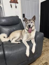 Reunited Female Dog last seen Disston ave and east highland ave, Clermont, FL 34711