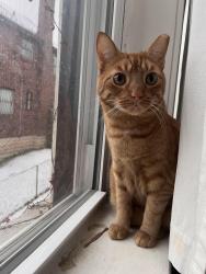 Lost Male Cat last seen Meade St and N Lang, Pittsburgh, PA 15208