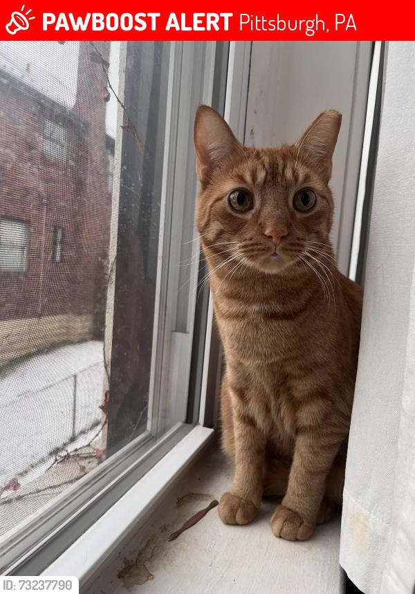 Lost Male Cat last seen Meade St and N Lang, Pittsburgh, PA 15208