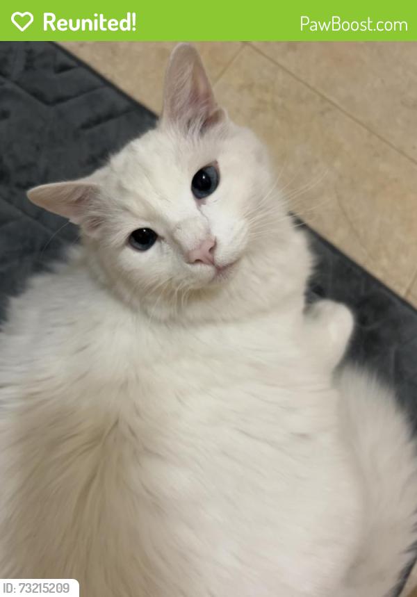 Reunited Male Cat last seen Montecito Pl, Victorville, CA 92395