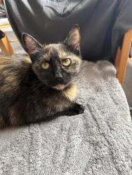 Found/Stray Female Cat last seen Halton LS15, Halton, England LS15 7RR