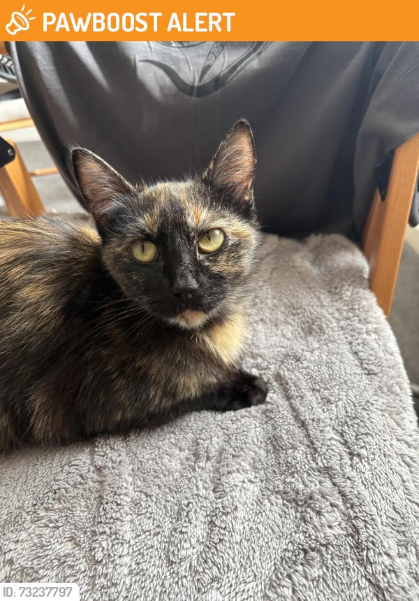 Found/Stray Female Cat last seen Halton LS15, Halton, England LS15 7RR