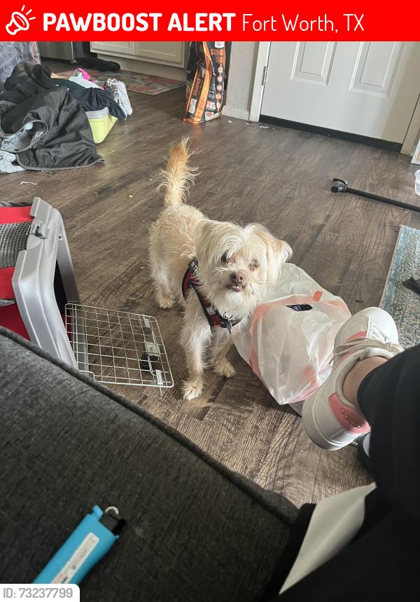 Lost Male Dog last seen Broadmoar and Elizabeth Ln Driveway grass taken to animal shelter by my enemy., Fort Worth, TX 76116