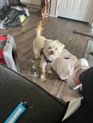 Lost Male Dog last seen Broadmoar and Elizabeth Ln Driveway grass taken to animal shelter by my enemy., Fort Worth, TX 76116