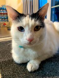 Lost Male Cat last seen Northbank Ct. And Pacific Ave. Stockton, California, Stockton, CA 95207