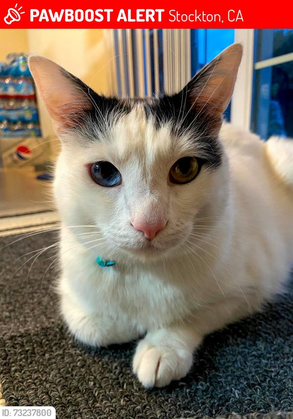 Lost Male Cat last seen Northbank Ct. And Pacific Ave. Stockton, California, Stockton, CA 95207