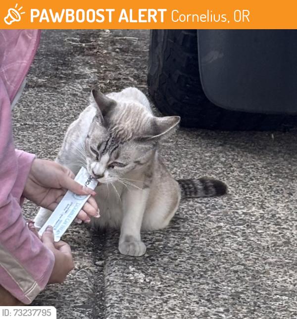 Found/Stray Female Cat last seen neighborhood, Cornelius, OR 97113