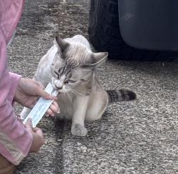 Found/Stray Female Cat last seen neighborhood, Cornelius, OR 97113