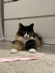 Lost Female Cat last seen The drive, East Sussex, England TN22 1DB