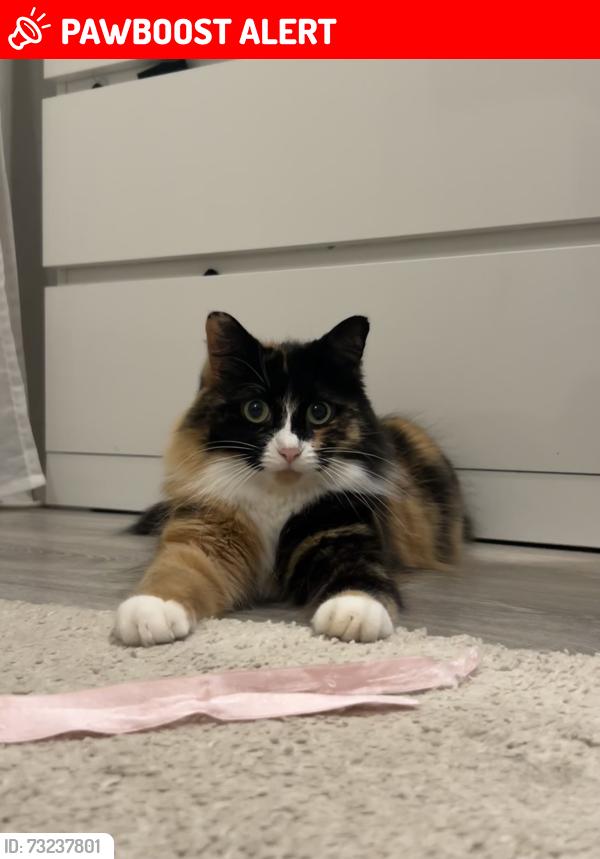 Lost Female Cat last seen The drive, East Sussex, England TN22 1DB