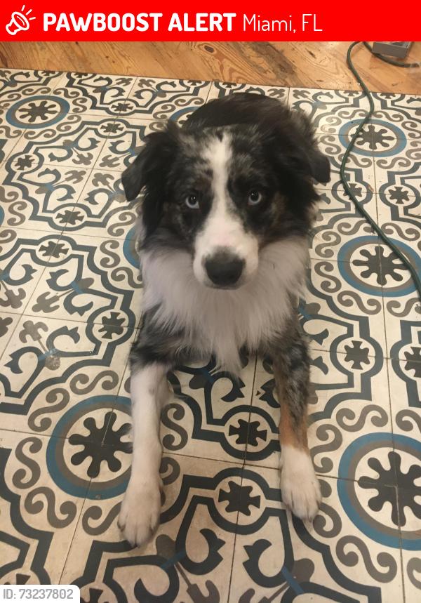 Lost Male Dog last seen West Buena Vista Miami / 46th St and N. Miami Ave, Miami, FL 33127