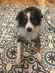Lost Male Dog last seen West Buena Vista Miami / 46th St and N. Miami Ave, Miami, FL 33127