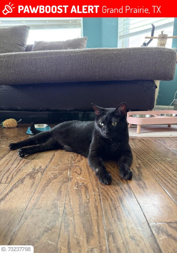 Lost Female Cat last seen Fieldstone Dr/Wood Brook Dr near Walmart/QT in GP, Grand Prairie, TX 75052