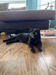 Lost Female Cat last seen Fieldstone Dr/Wood Brook Dr near Walmart/QT in GP, Grand Prairie, TX 75052