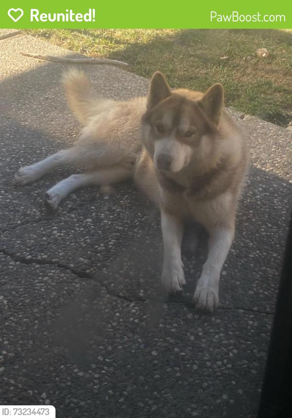 Reunited Male Dog last seen Last seen before Marlette Lake Tahoe rim Trail, Tahoe Rim Trail,  96142