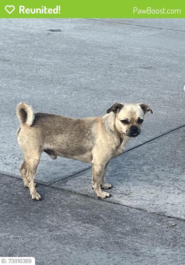 Reunited Male Dog last seen Moore Crossing Road Valdosta, Lowndes County, GA 31606