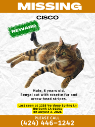 Lost Male Cat last seen Alta Paseo and Verdugo Spring Ln BURBANK, CA 91501, Burbank, CA 91501