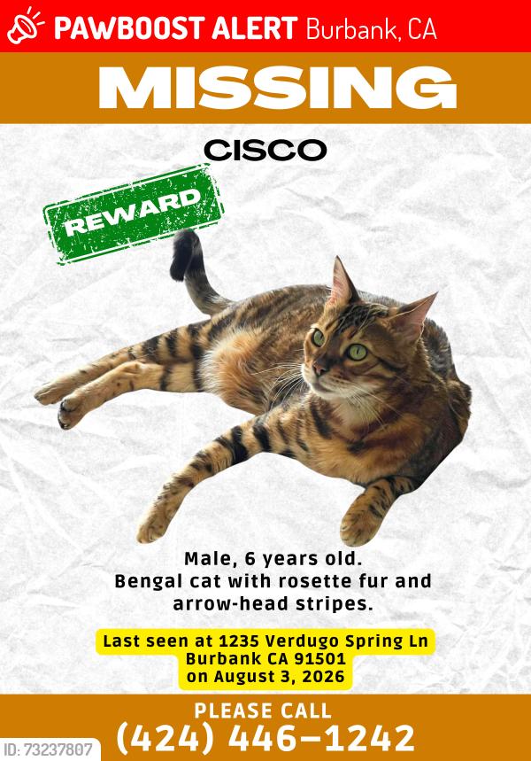 Lost Male Cat last seen Alta Paseo and Verdugo Spring Ln BURBANK, CA 91501, Burbank, CA 91501