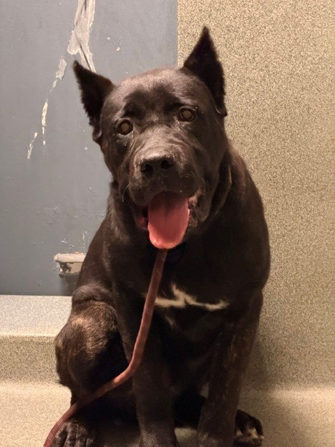 Shelter Stray Male Dog last seen , 216 W Victoria St, Gardena, CA 90248, USA