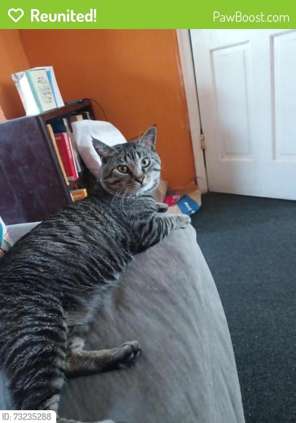 Reunited Male Cat last seen Near East Pittston Street Allentown Pennsylvania, Allentown, PA 18103
