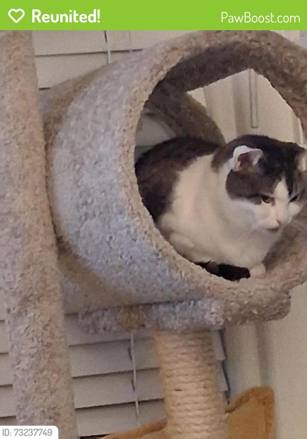 Reunited Female Cat last seen Near Englewood Dr, Lemon Grove, CA 91945, USA, Lemon Grove, CA 91945