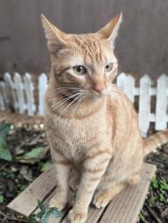 Lost Male Cat last seen Campo pequeno Colombo, Campo Pequeno, PR 83404-700