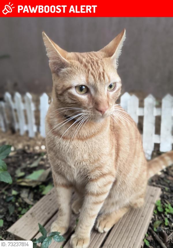 Lost Male Cat last seen Campo pequeno Colombo, Campo Pequeno, PR 83404-700