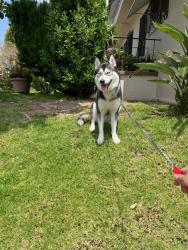 Lost Male Dog last seen Beverly blvd and edgemont st 90004, Los Angeles, CA 90004