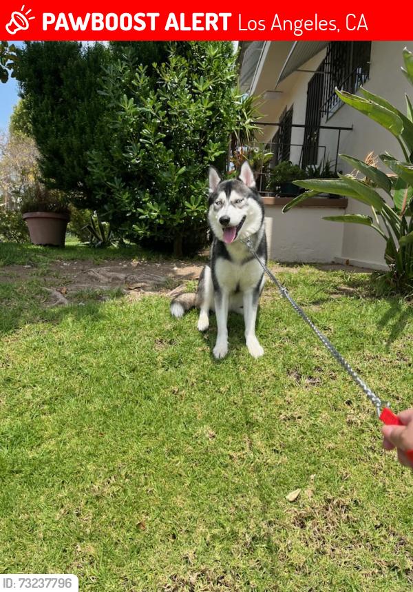 Lost Male Dog last seen Beverly blvd and edgemont st 90004, Los Angeles, CA 90004