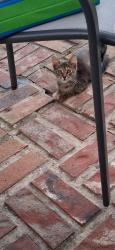 Found/Stray Unknown Cat last seen Corner of Lowell St & Earline Dr, Lafayette, LA 70506