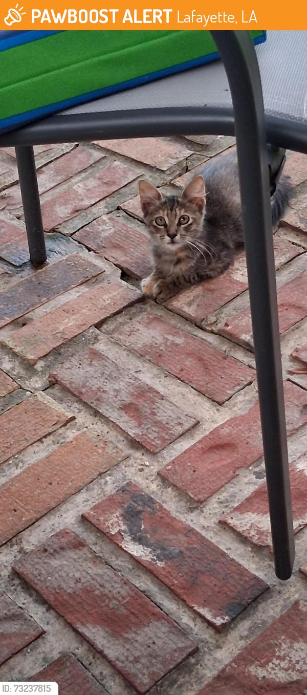 Found/Stray Unknown Cat last seen Corner of Lowell St & Earline Dr, Lafayette, LA 70506