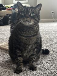 Lost Female Cat last seen Farm Pond & Maplemere, Durham, NC 27703