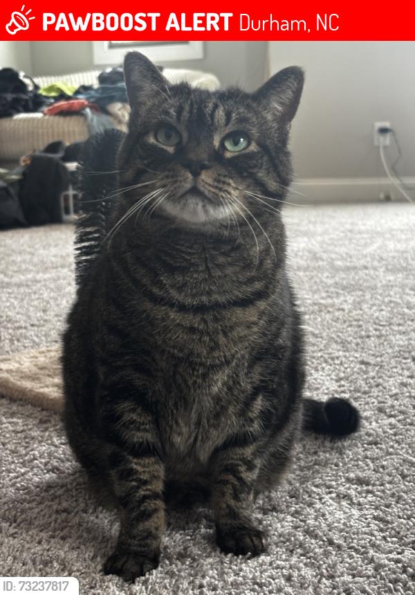 Lost Female Cat last seen Farm Pond & Maplemere, Durham, NC 27703